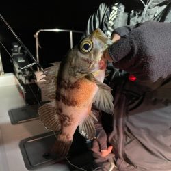 Chase(チェイス) 釣果