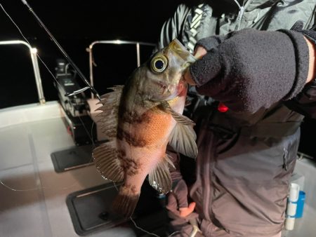 Chase(チェイス) 釣果