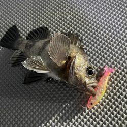 Chase(チェイス) 釣果