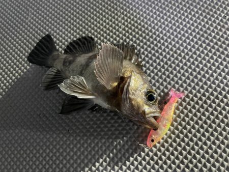 Chase(チェイス) 釣果