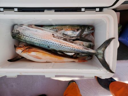 海龍丸（石川） 釣果