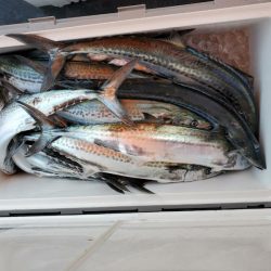 海龍丸（石川） 釣果