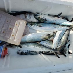 海龍丸（石川） 釣果