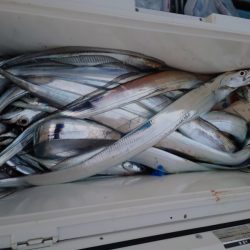 シースナイパー海龍 釣果