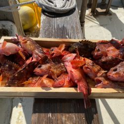 岡田釣船 八英丸 釣果