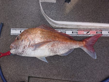 ARCADIAⅡ （アルカディアⅡ） 釣果