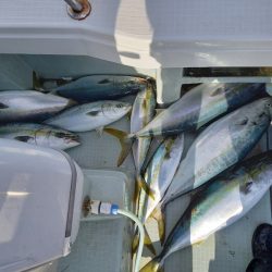 アマテラス 釣果