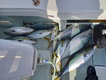 アマテラス 釣果