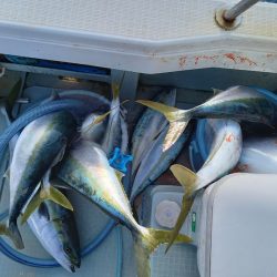 アマテラス 釣果