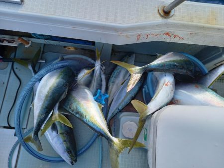 アマテラス 釣果