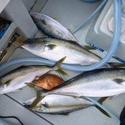 アマテラス 釣果