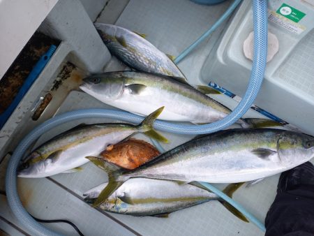 アマテラス 釣果