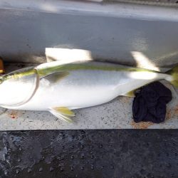 第二龍勢丸 釣果