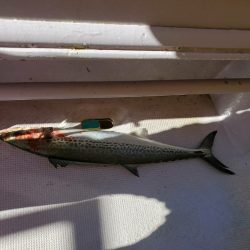 海龍丸（石川） 釣果