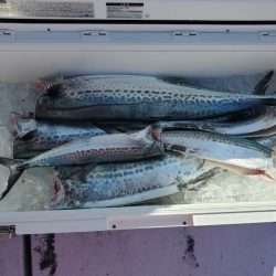 海龍丸（石川） 釣果