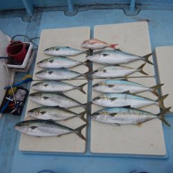 きずなまりん 釣果