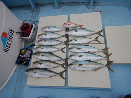 きずなまりん 釣果