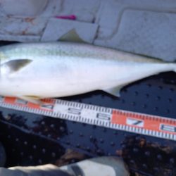 第二龍勢丸 釣果