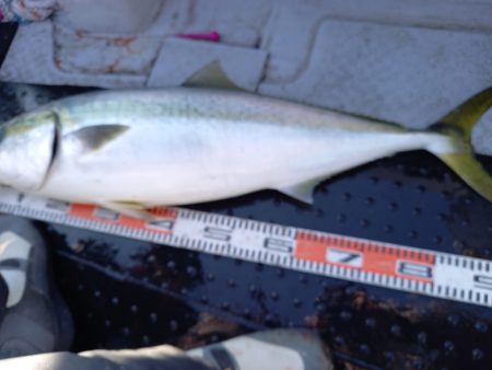 第二龍勢丸 釣果