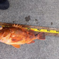 第二龍勢丸 釣果