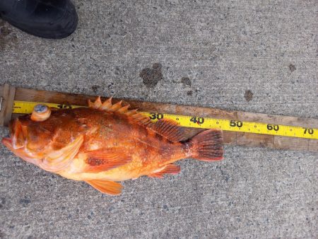 第二龍勢丸 釣果