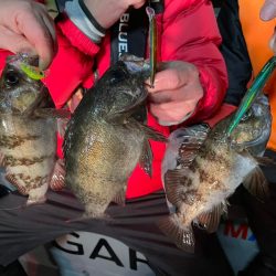 Chase(チェイス) 釣果