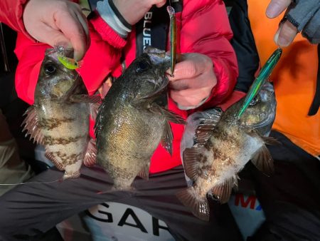 Chase（チェイス） 釣果