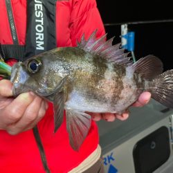 Chase(チェイス) 釣果