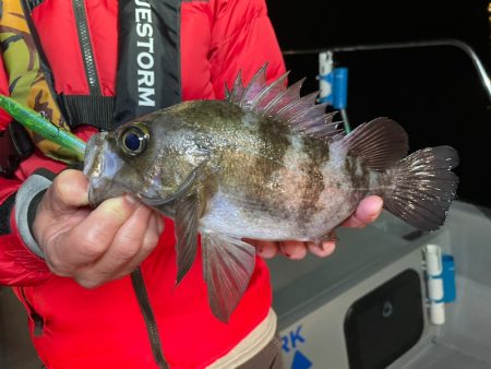 Chase(チェイス) 釣果