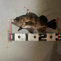 Chase(チェイス) 釣果