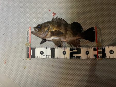 Chase(チェイス) 釣果