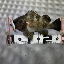 Chase(チェイス) 釣果