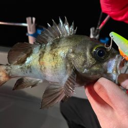 Chase(チェイス) 釣果