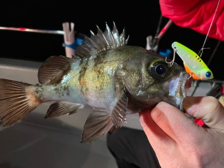 Chase(チェイス) 釣果