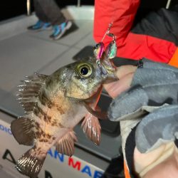 Chase(チェイス) 釣果