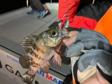 Chase(チェイス) 釣果