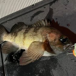 Chase(チェイス) 釣果