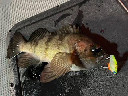 Chase(チェイス) 釣果