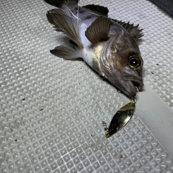 Chase(チェイス) 釣果