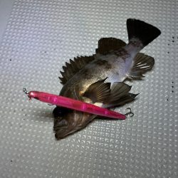 Chase(チェイス) 釣果