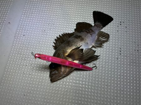 Chase(チェイス) 釣果