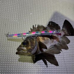 Chase(チェイス) 釣果