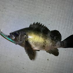 Chase(チェイス) 釣果