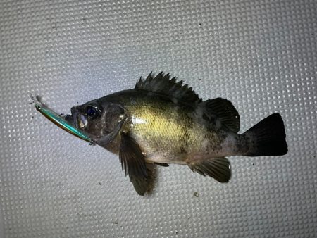 Chase(チェイス) 釣果