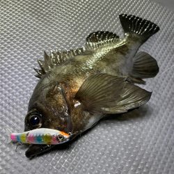 Chase(チェイス) 釣果