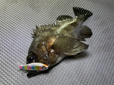 Chase(チェイス) 釣果