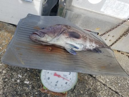 進誠丸 釣果