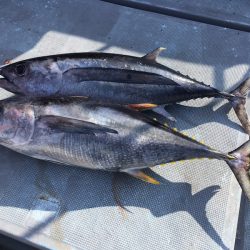 渡船屋たにぐち 釣果