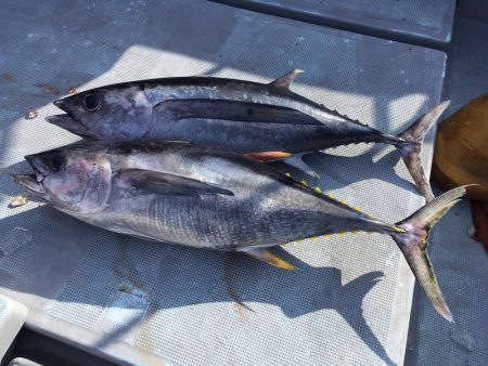 渡船屋たにぐち 釣果