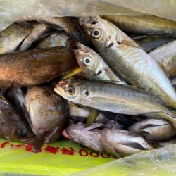 海龍丸（石川） 釣果